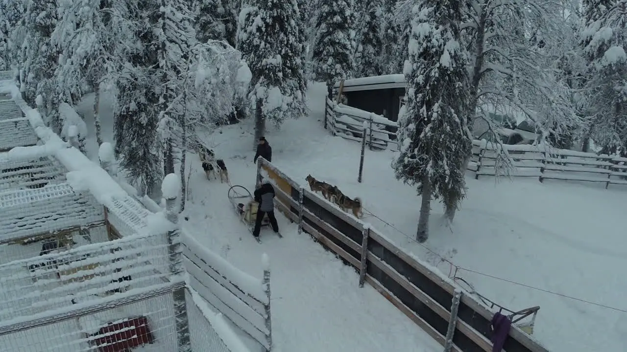 Riding at dog sledge in winter woods aerial view