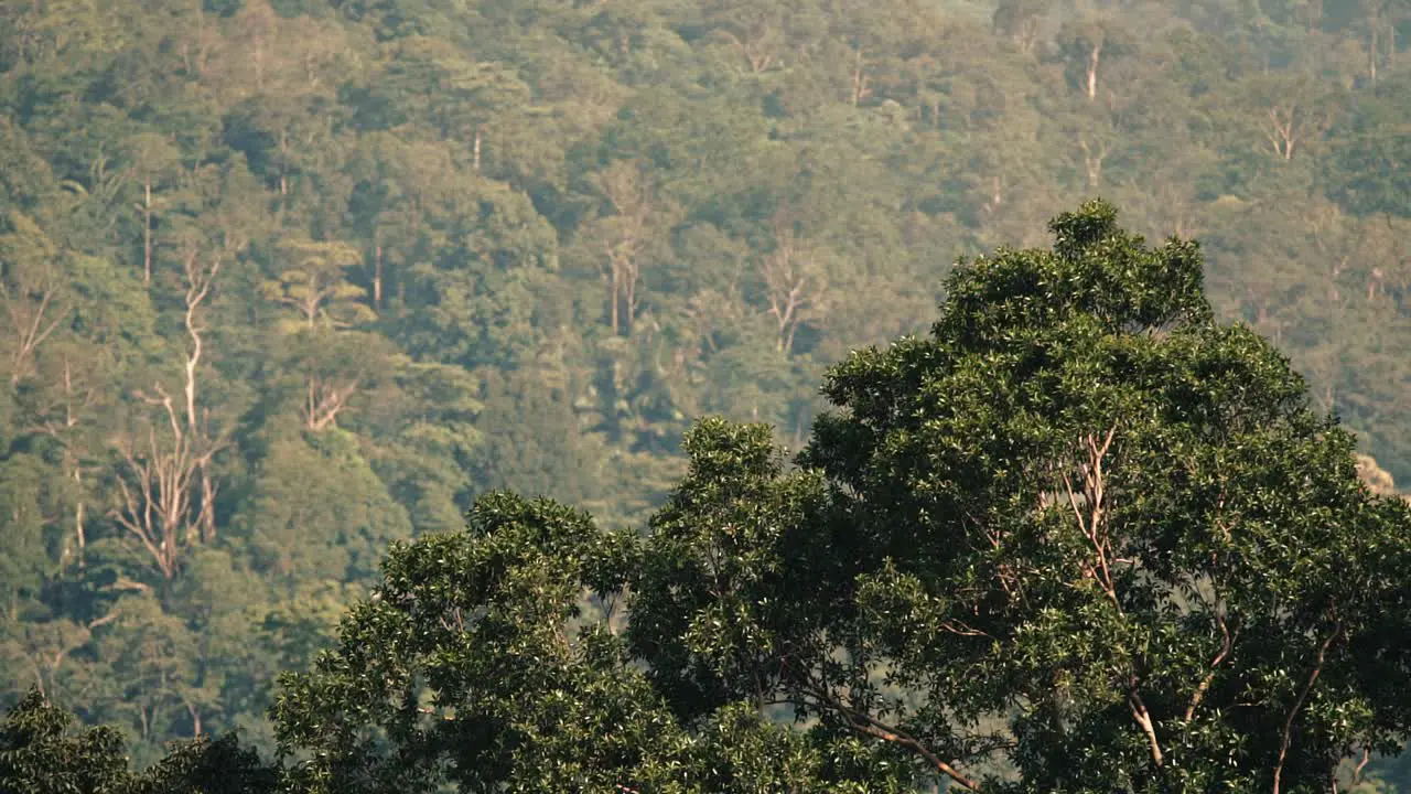 a view of tree on the hill windy evening