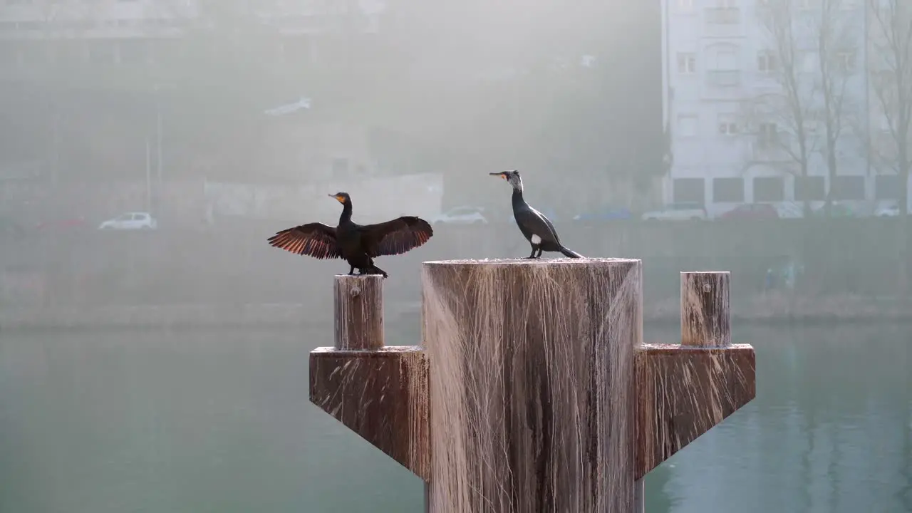 Great Cormorant drying its wings with rowers passing in the back in Lyon France