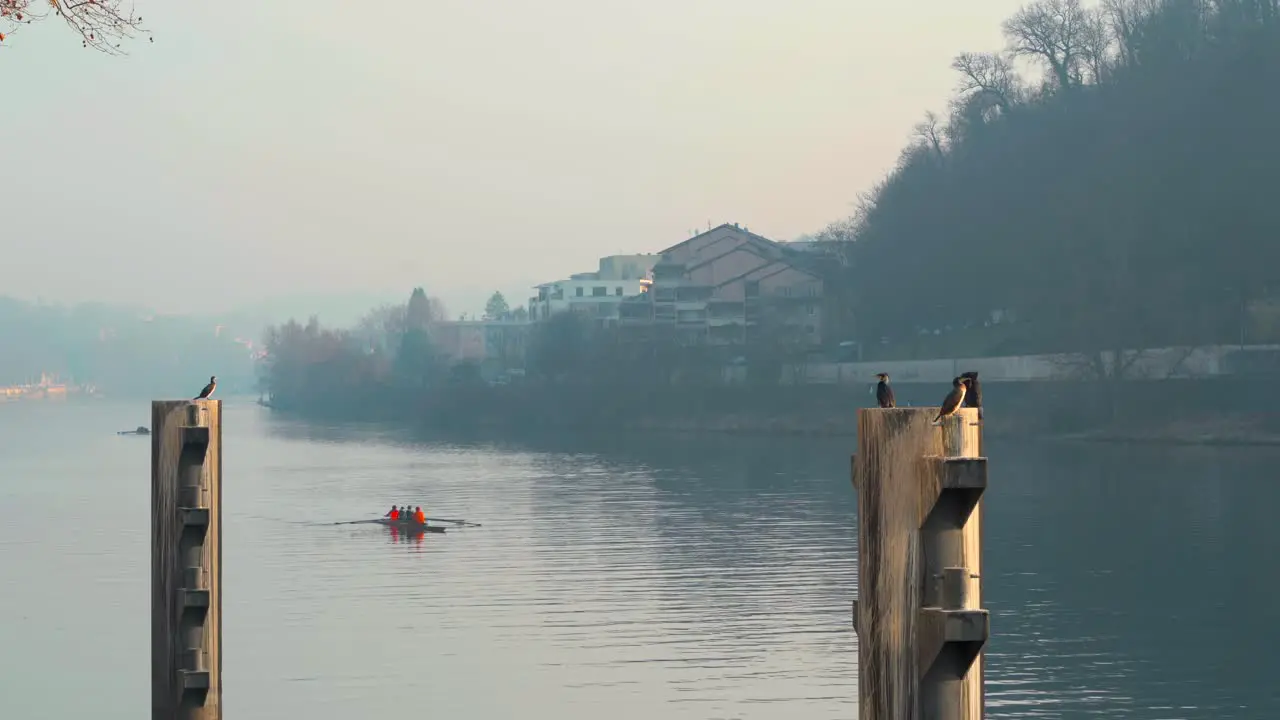 Rowers passing by Great Cormorant in Lyon France