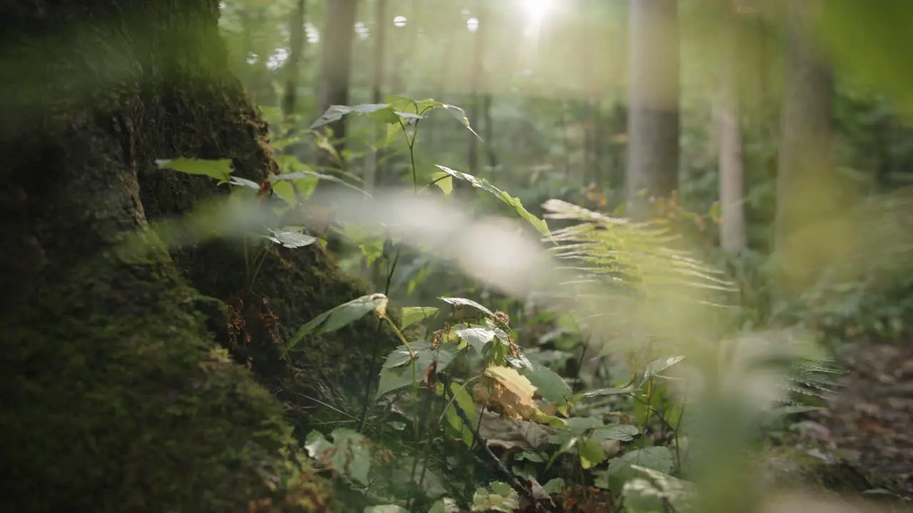 Slow pan across the bottom of a tree trunk covered in moss with ferns and other green plants around on the ground