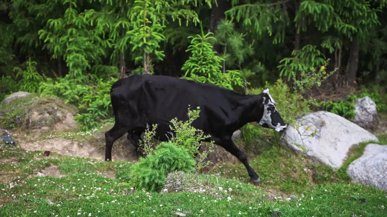 Tracking shot of a black Indian cow running down the hills