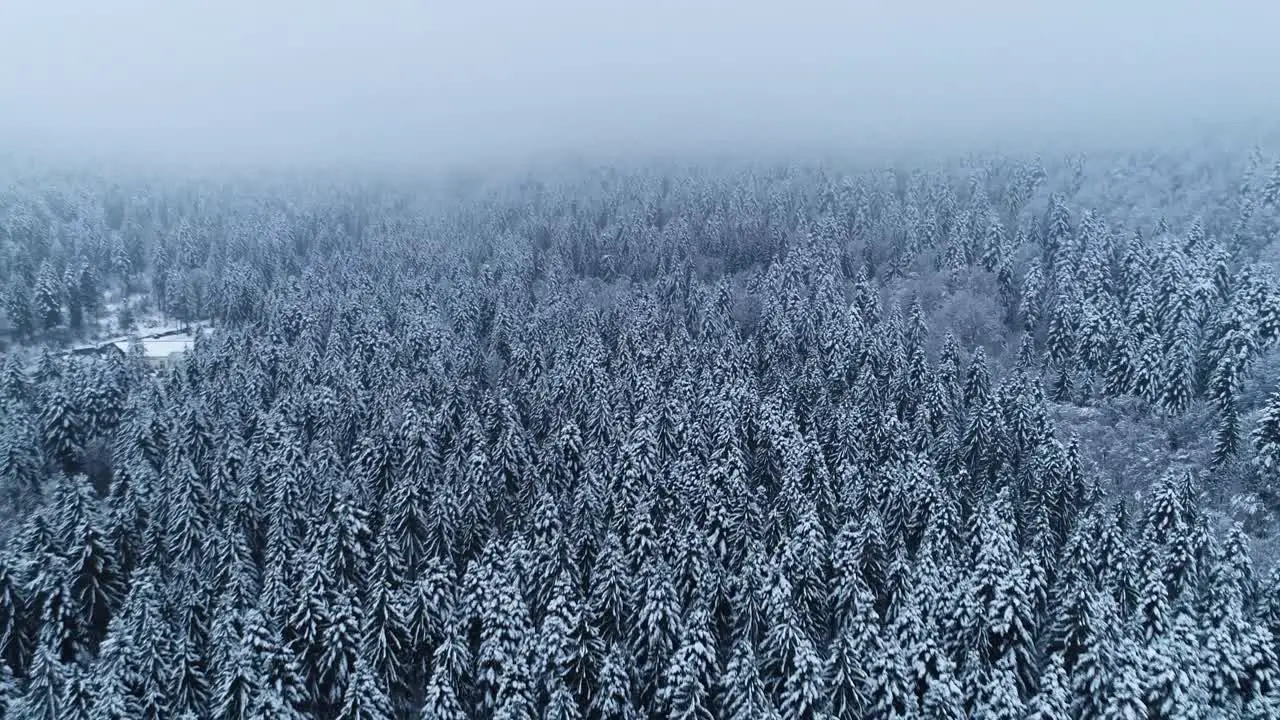 Slow backwards ramp out of mysterious foggy forest during winter season