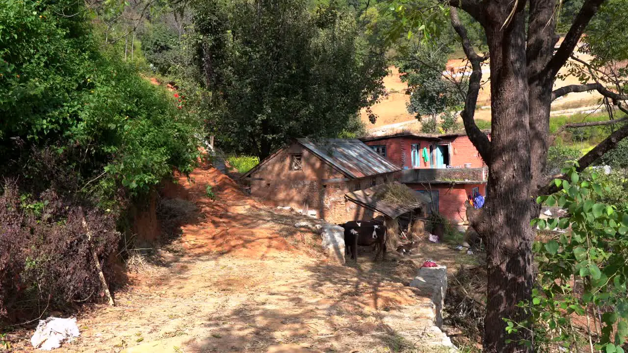 A small farm with two cows and a traditional Nepali house on the side of a hill in Nepal