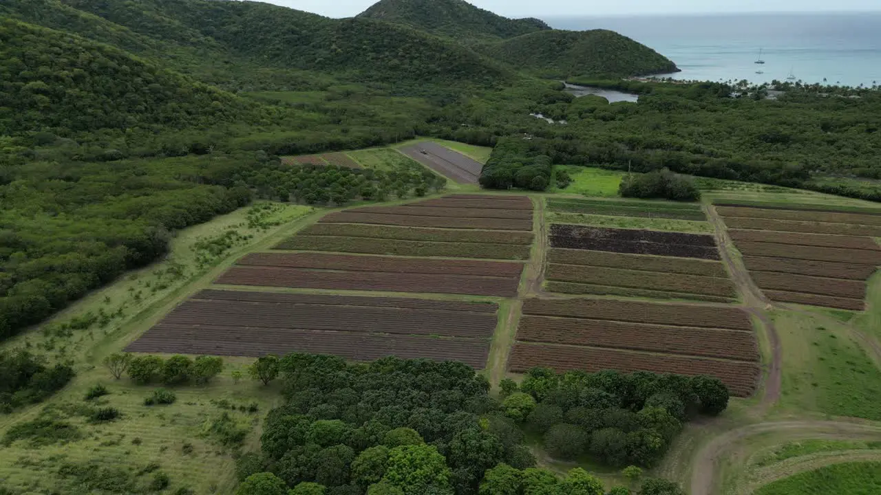 Pineapple farm and caribbean sea on Antigua