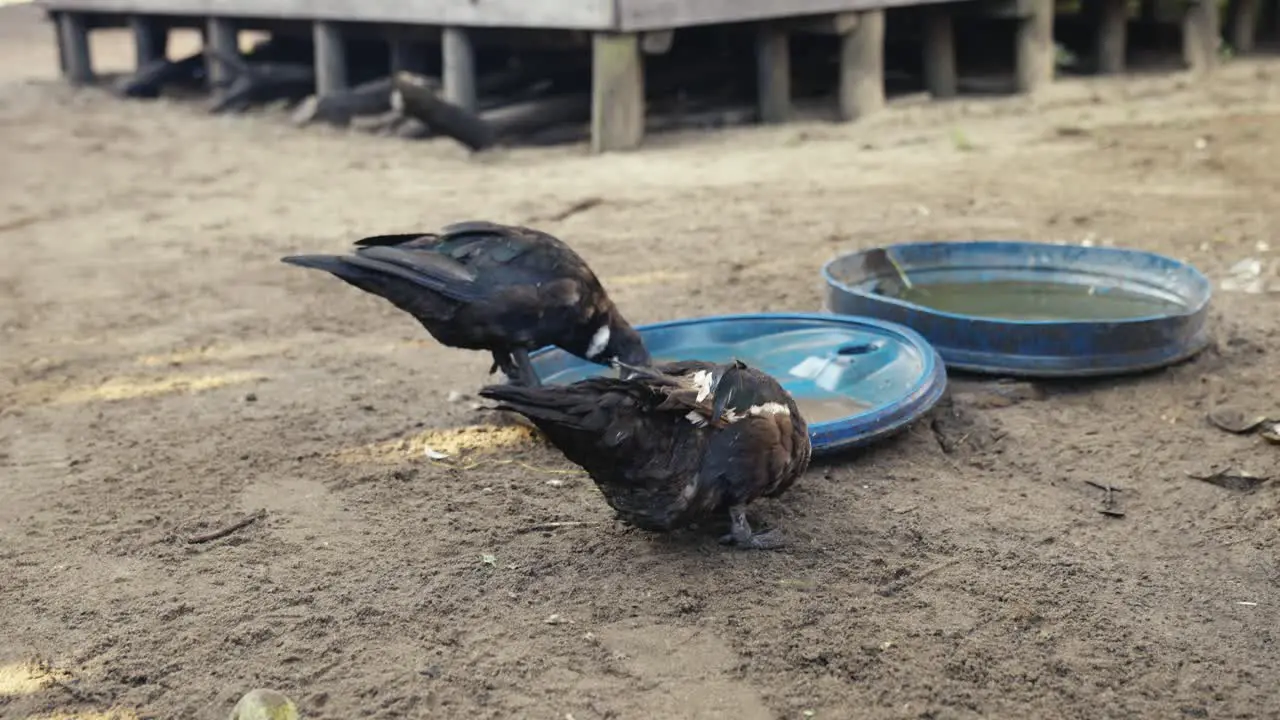 Two black ducks drink dirty water on the dusty street in Africa