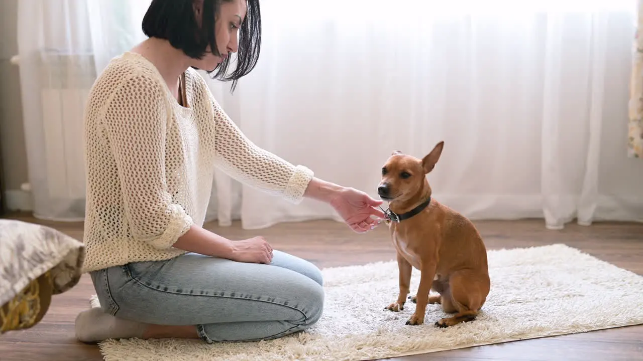 Brunette Woman Kneeling On The Carpet On The Living Room Floor Her Dog Licks Her Hand