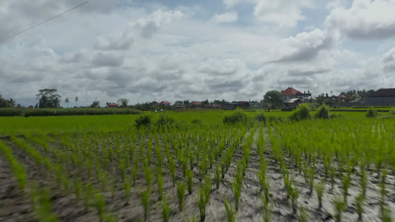 Low-Dolly-Luftaufnahme Der Bewässerten Reisfelder Und Des Bauern Der Die Ernte Auf Den Plantagen In Der Nähe Von Wohnhäusern In Bali Indonesien Pflegt