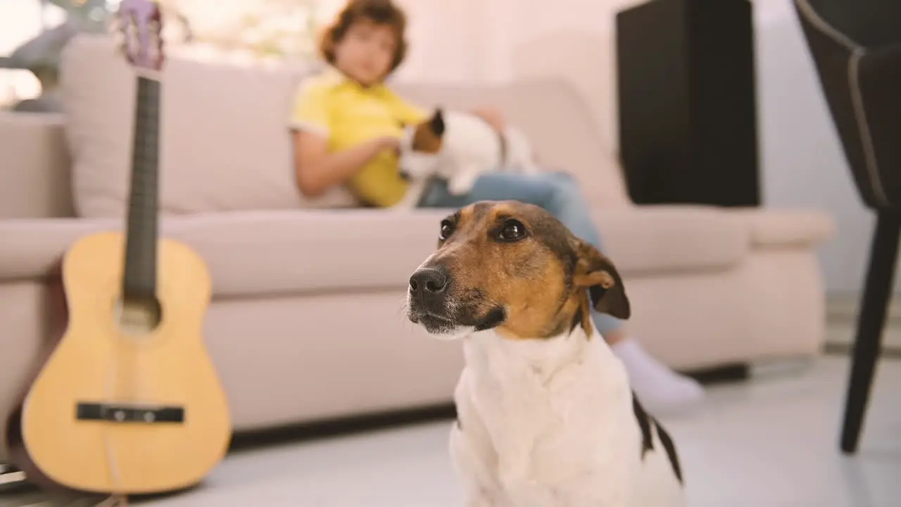 Kamera Fokussiert Auf Einen Am Boden Liegenden Hund Im Hintergrund Streichelt Ein Blonder Junge Auf Dem Sofa Seinen Anderen Hund 1