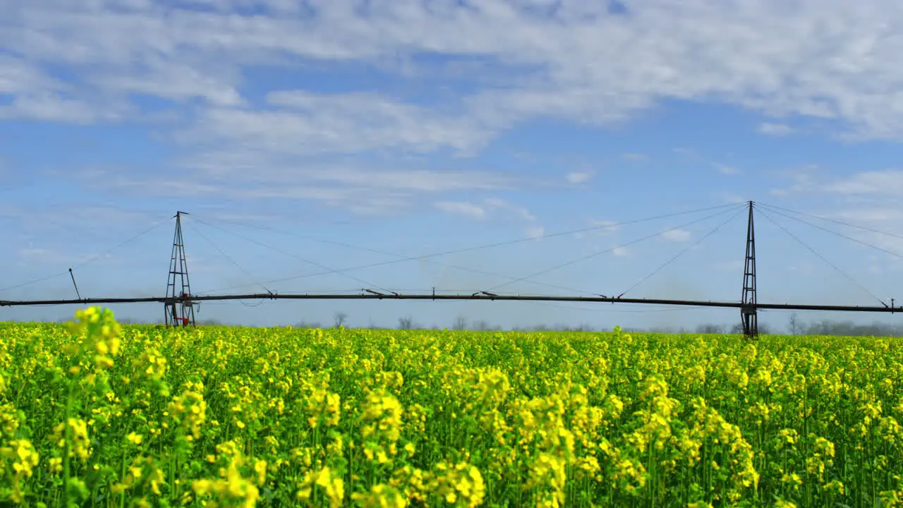 Rapsblumen-Sommerwiese An Einem Sonnigen Tag Schöne Luftaufnahme Der Natur