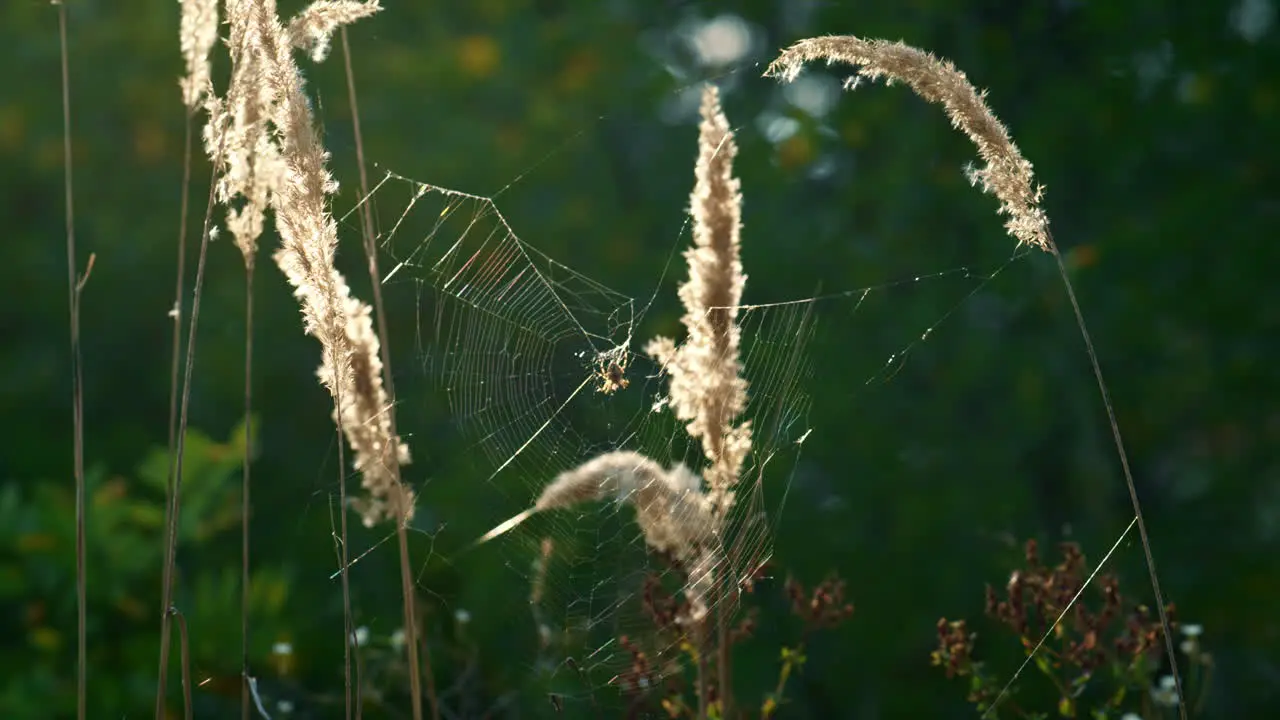 Espiguillas De Tela De Araña Balanceándose En Un Campo Verde Tranquilo De Primavera Fauna Silvestre