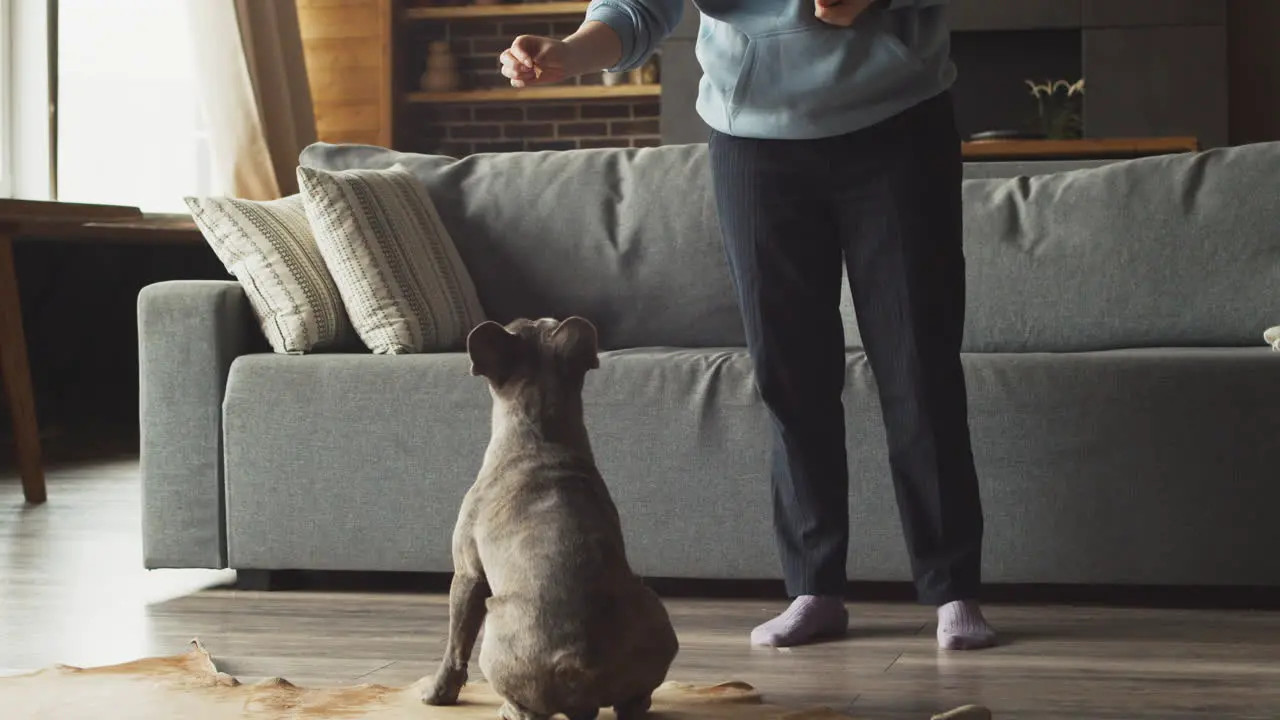 Perro Bulldog Juega A Saltar Con Su Dueño Que Está De Pie En La Sala De Estar En Casa