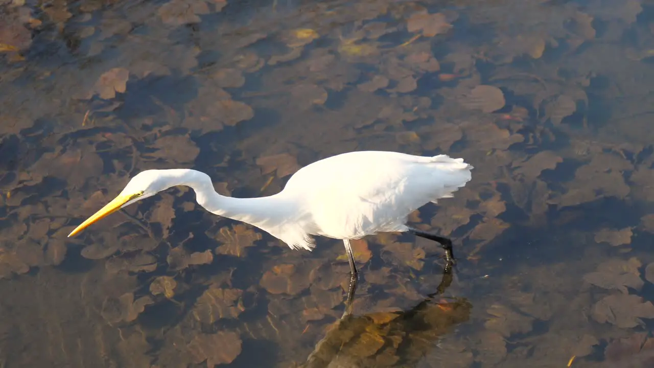 White heron hunting in a park lake