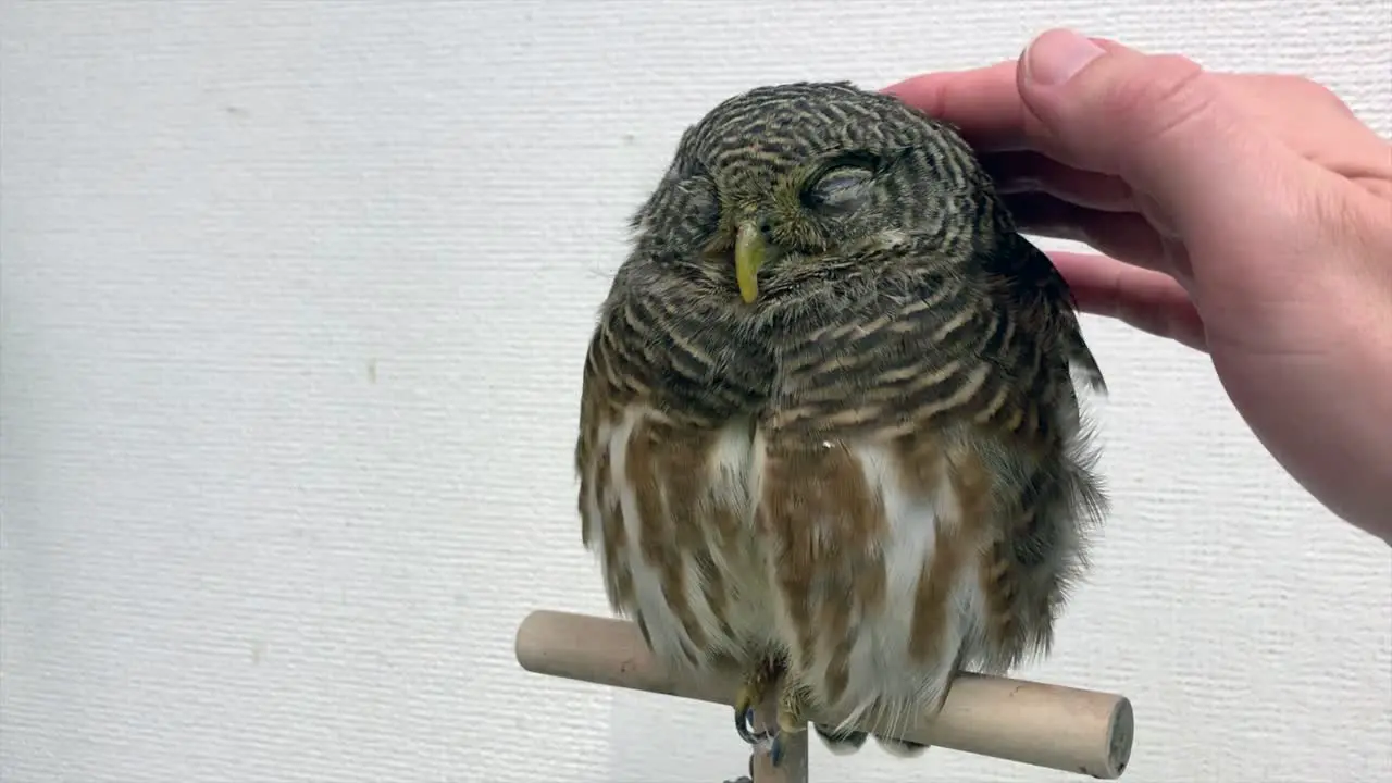 Petting a small Japanese owl