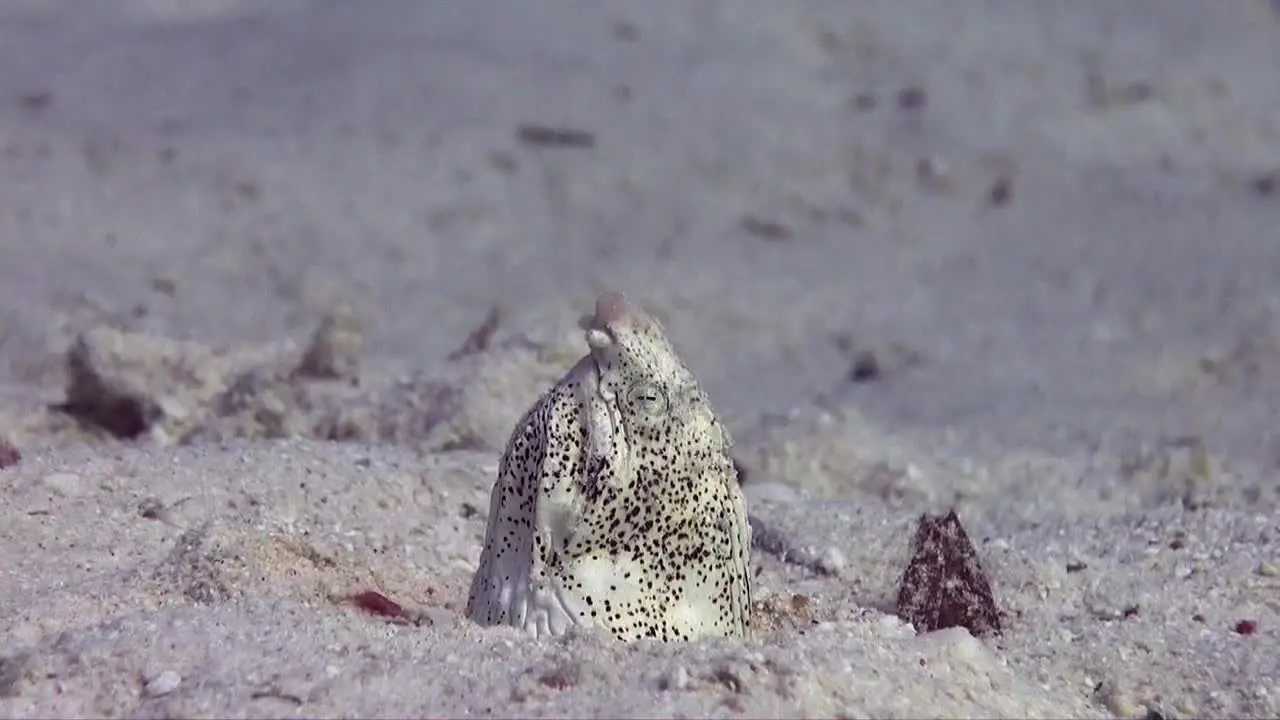 spotted snake eel hiding in sand at the Red Sea