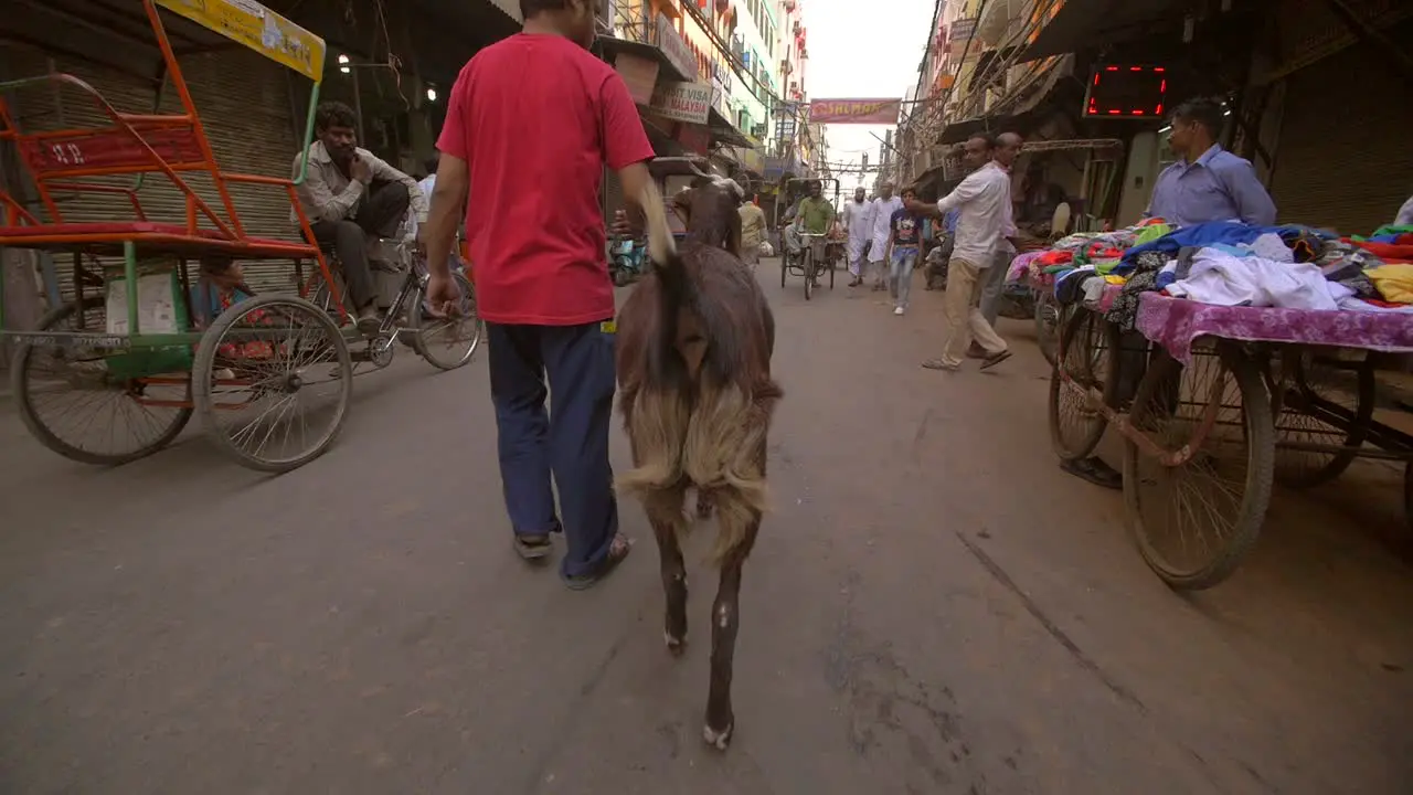 Man Walking With Goat on Busy Indian Street