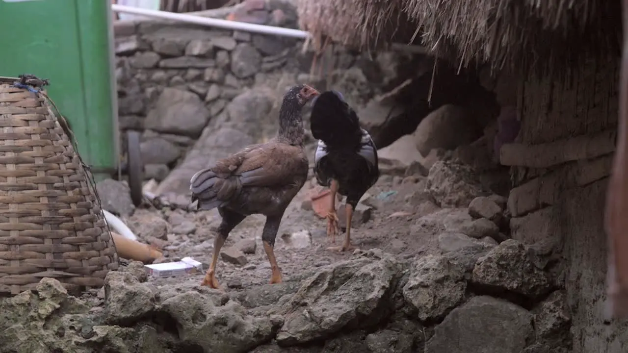 Chicken Hopping Up a Stony Step