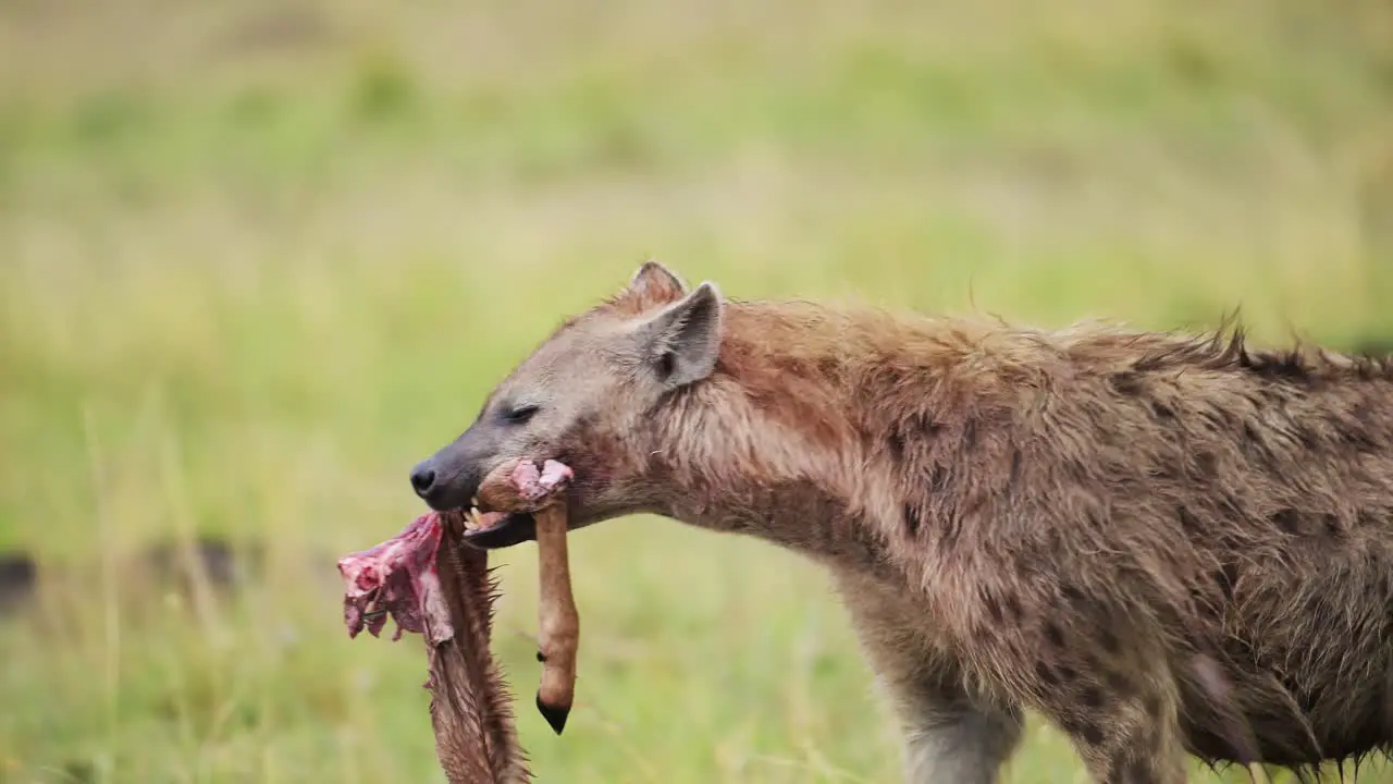 Slow Motion of Hyena Scavenging in Africa Eating a Leg Bone of a Dead Animal Kill Showing Scavenger Animal Behavior Amazing Animal Behaviour in African Masai Mara in Kenya