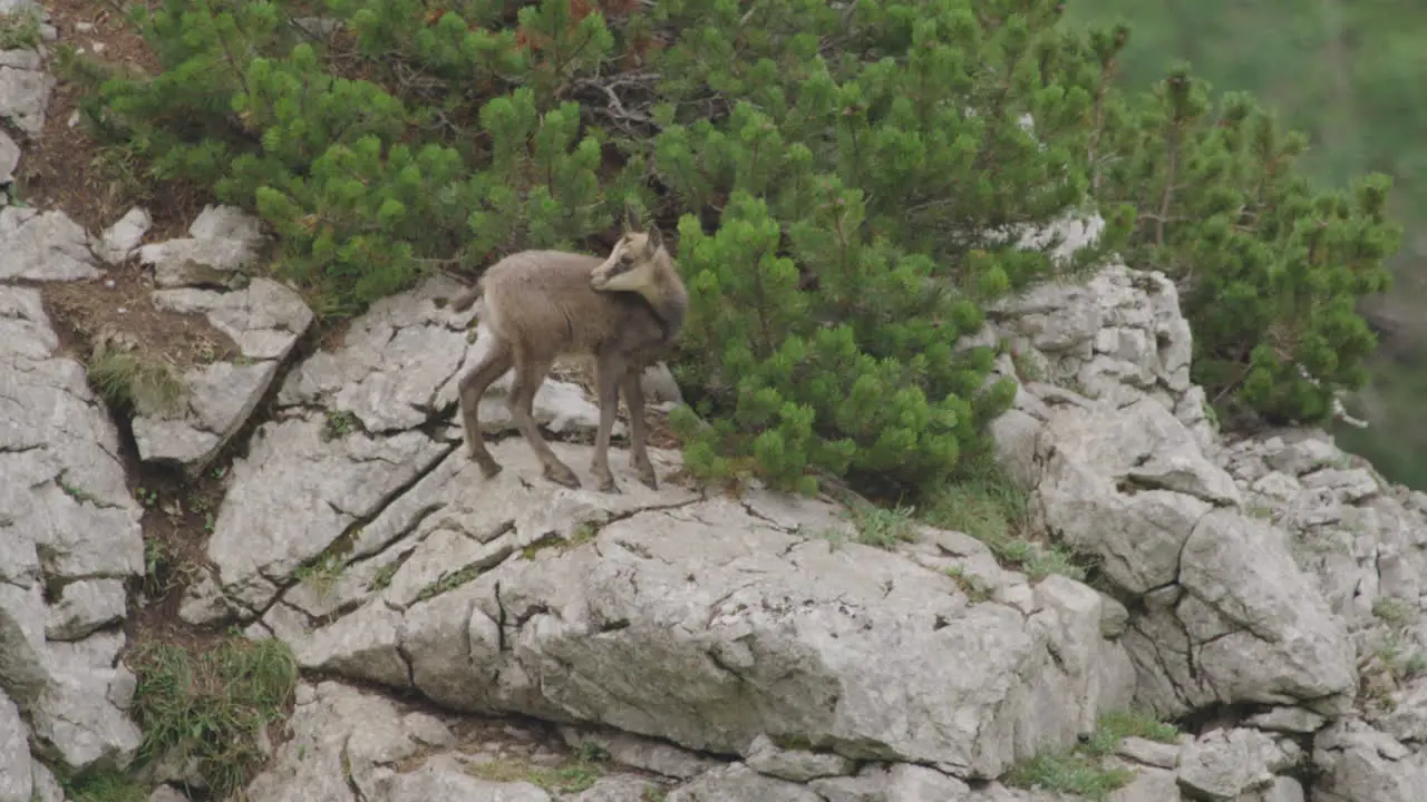 Slow Motion Close up of Chamois Cubs climbing and standing high up in the mountains