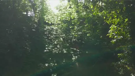 Drone Shot Flying Away from Thick Foliage In Woodland 