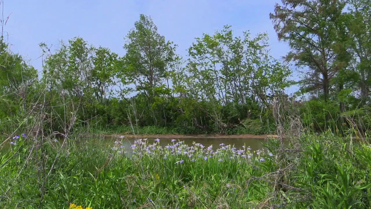 Louisiana Iris On Bayou Bank