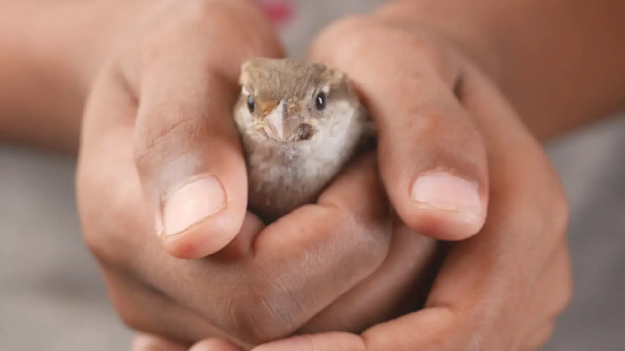 A sparrow bird hand close up