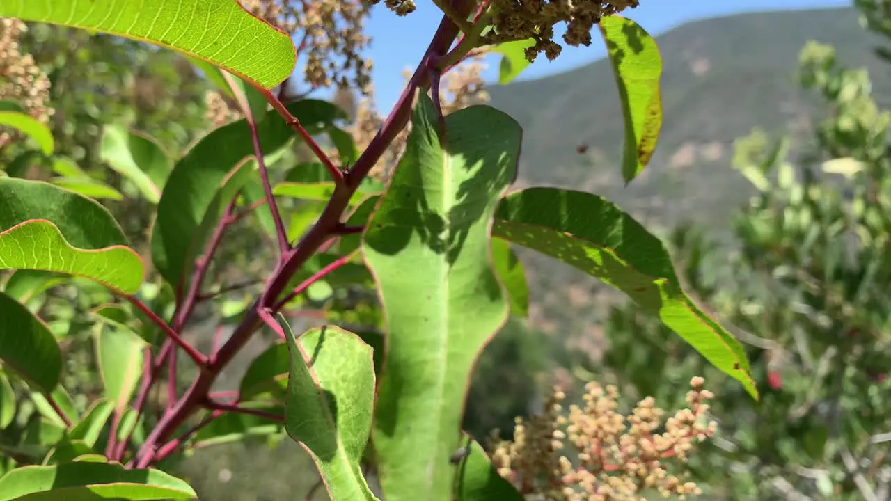 Malibu Hillside Establishing Shot hd