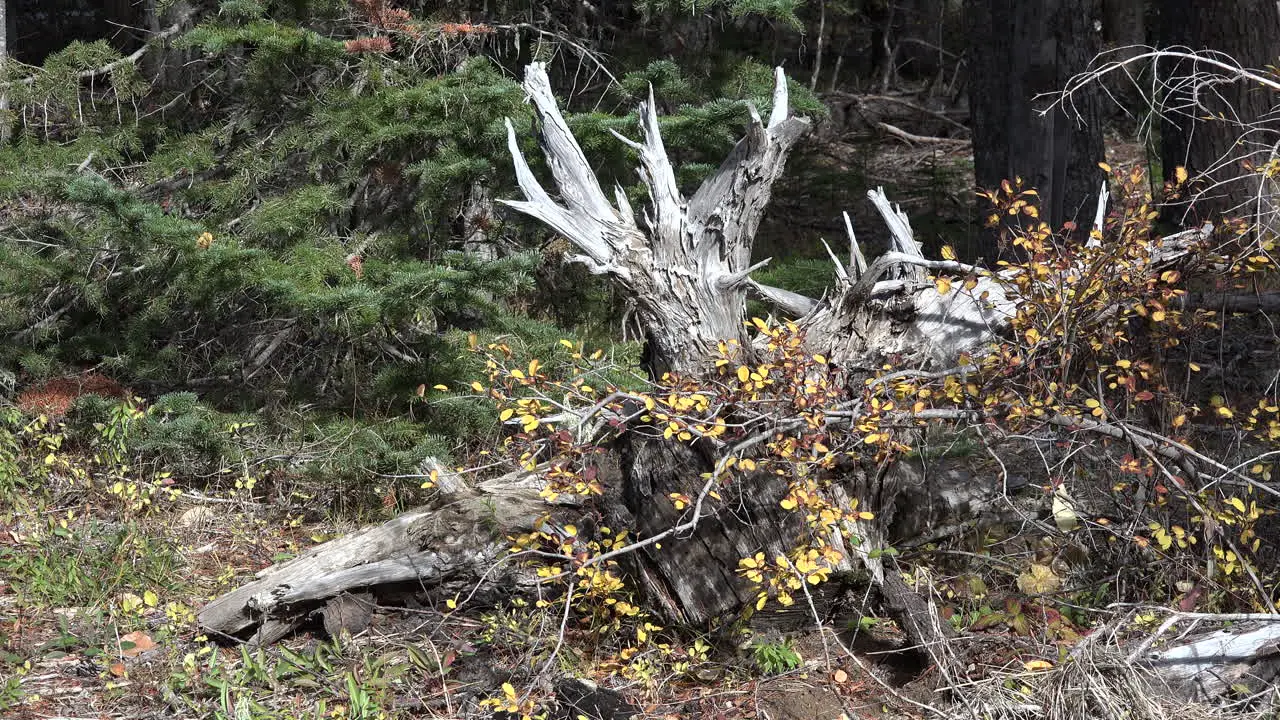 Oregon downed tree root in fall