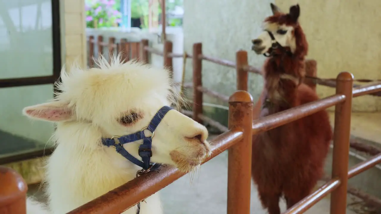 Slender white and brown alpaca or Lama pacos looks over fence wearing a bridle