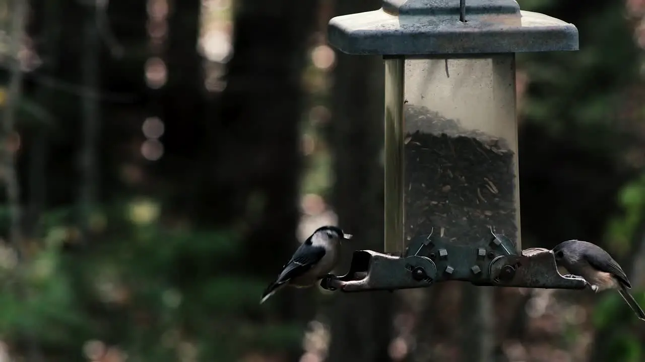 The chickadees are a group of North American birds in the tit family included in the genus Poecile