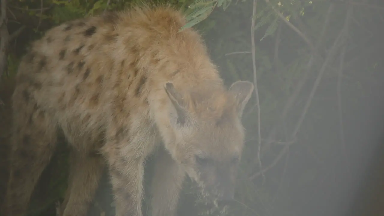 A wild spotted hyena moves its head at kruger national park South Africa