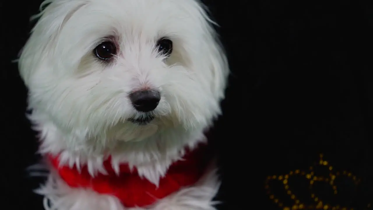 Dog white maltese head