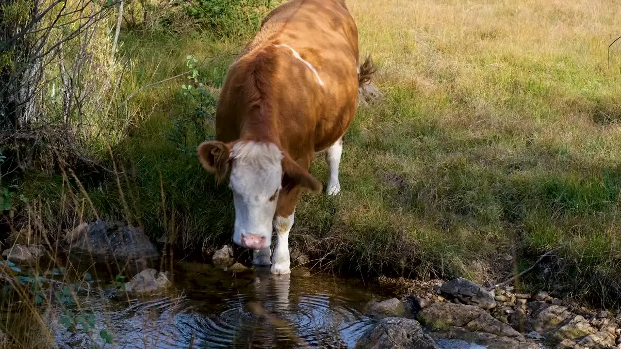 Brown jersey cow with white patches drinking water from a small pond looking at the camera