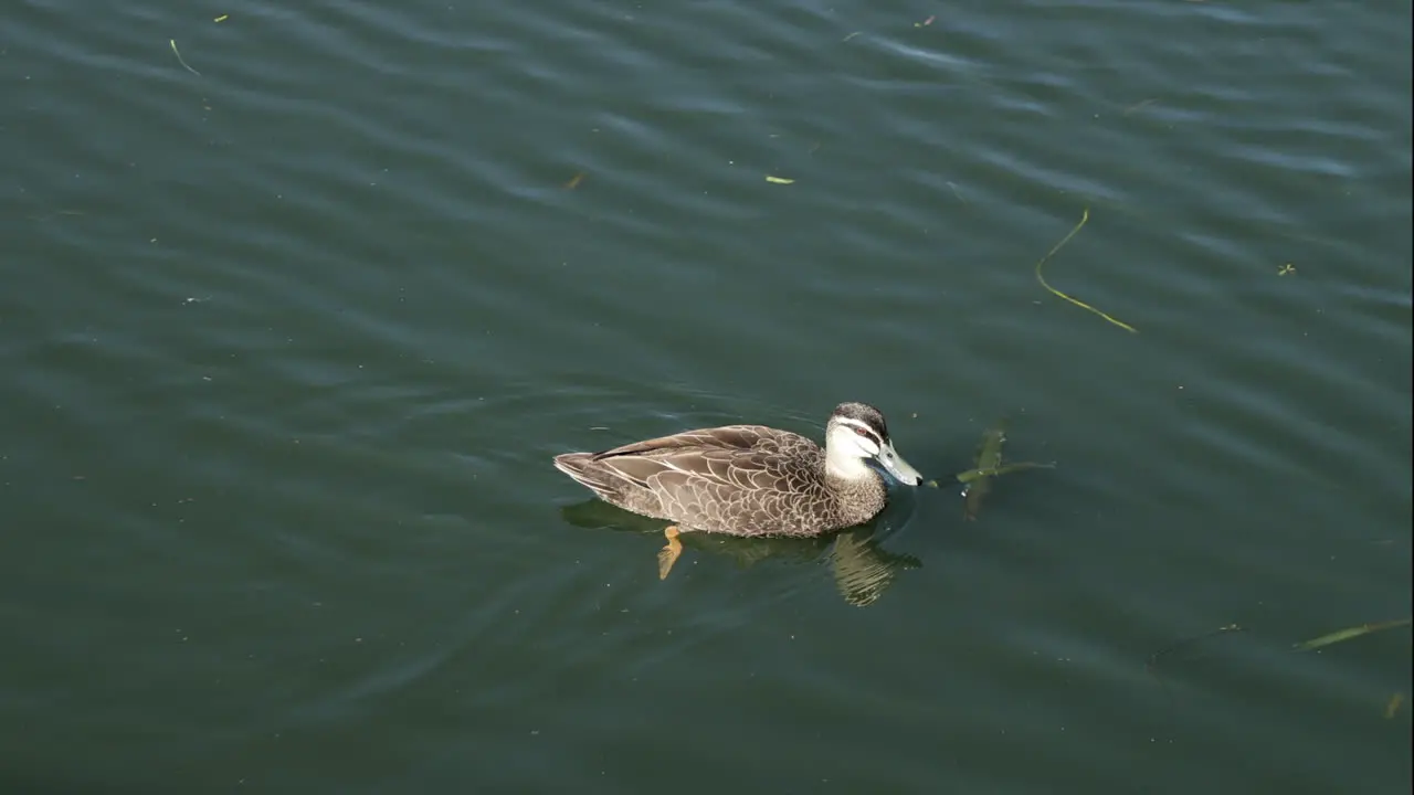 grey duck swimming in the lake on a sunny day