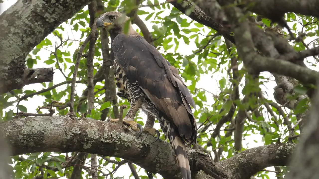 crowned eagle standing alert on large tree branch