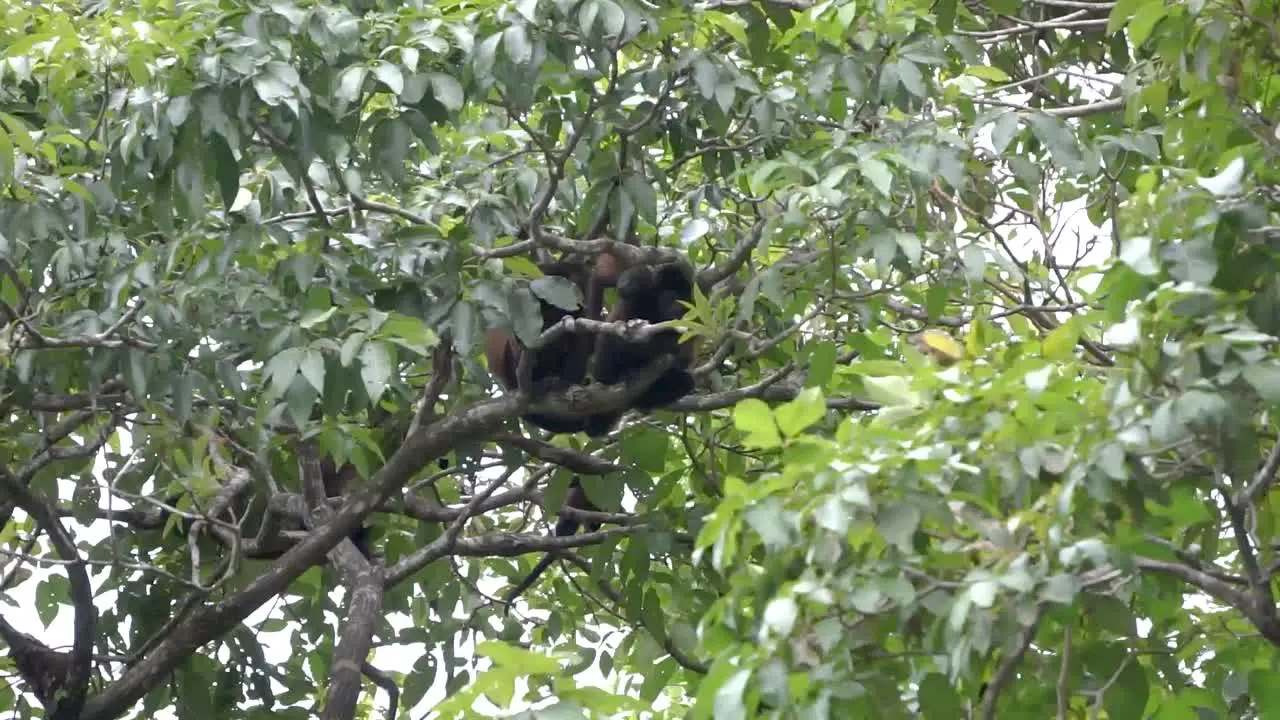 Alouatta palliata or Howler monkeys in the Costa Rican jungle