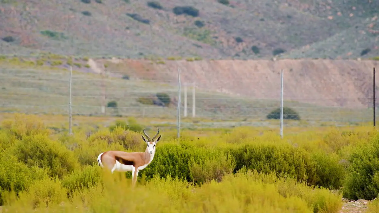 Springbuck ram stands broadside in green field as it grazes