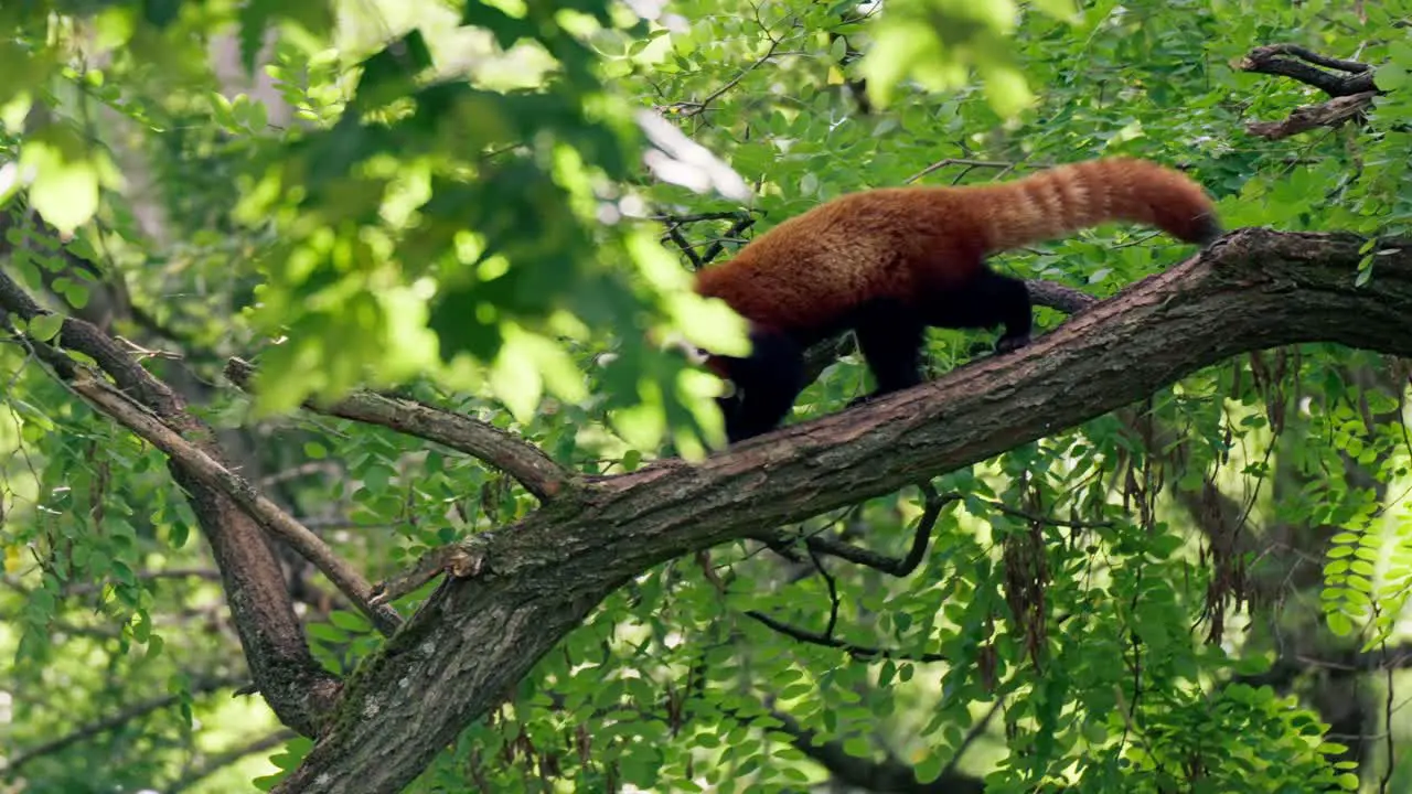 Red Panda Ailurus fulgens walking and climbing on an acacia tree trunk in the forest tracking profile view