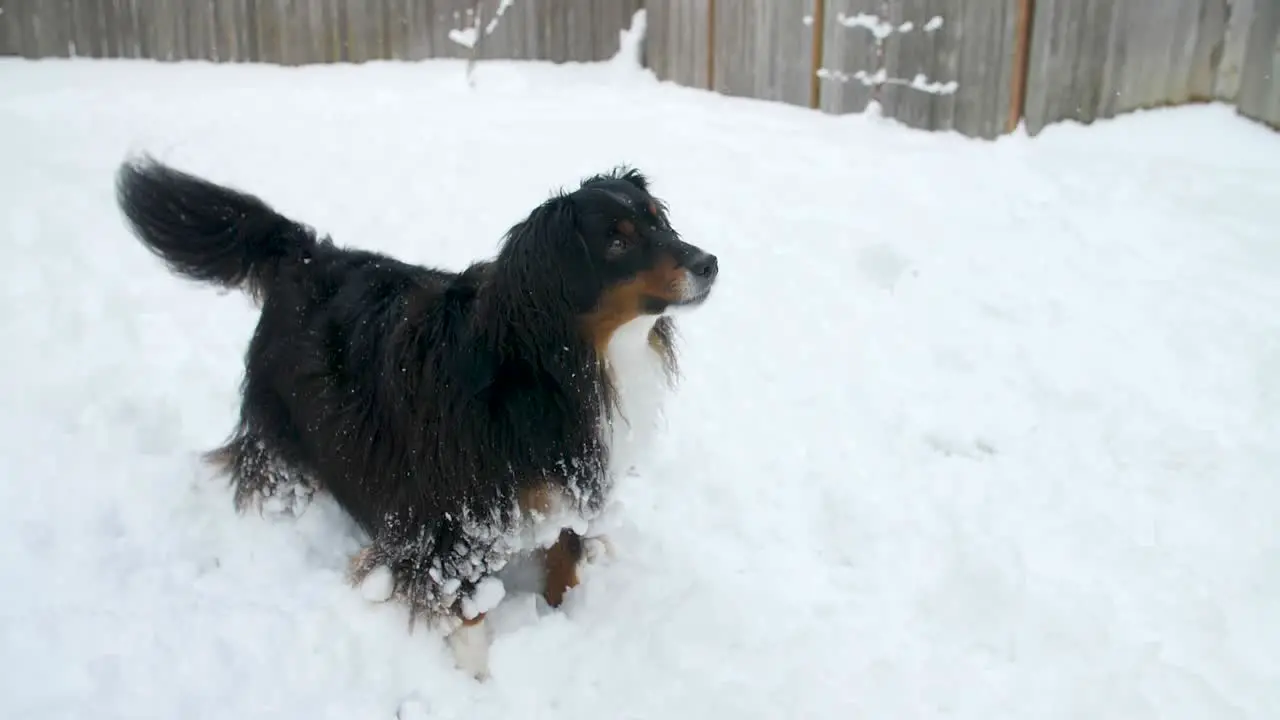 full body miniature Australian Shepherd dog wagging tail in attention