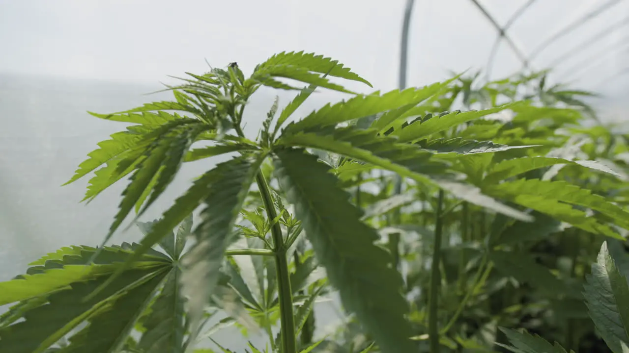 Organic EU-Hemp Marijuana plants handheld close up in greenhouse slow motion