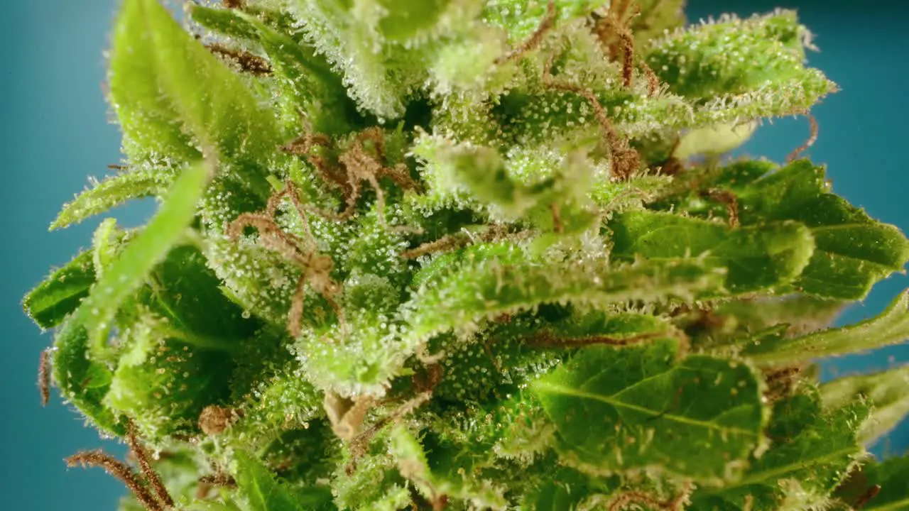 Macro detail of cannabis bud zoom in and showing trichomes and leaves with probe lens