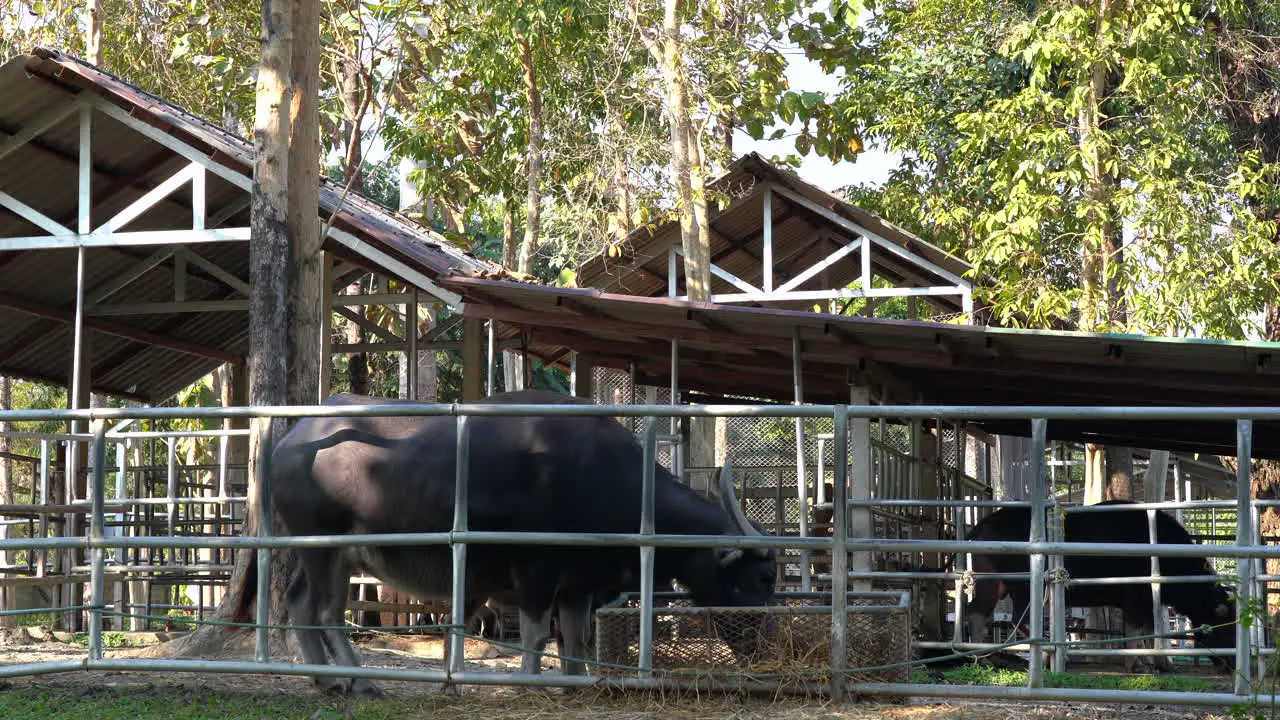 Some water buffalos eating their food from a trough in a small outdoor zoo