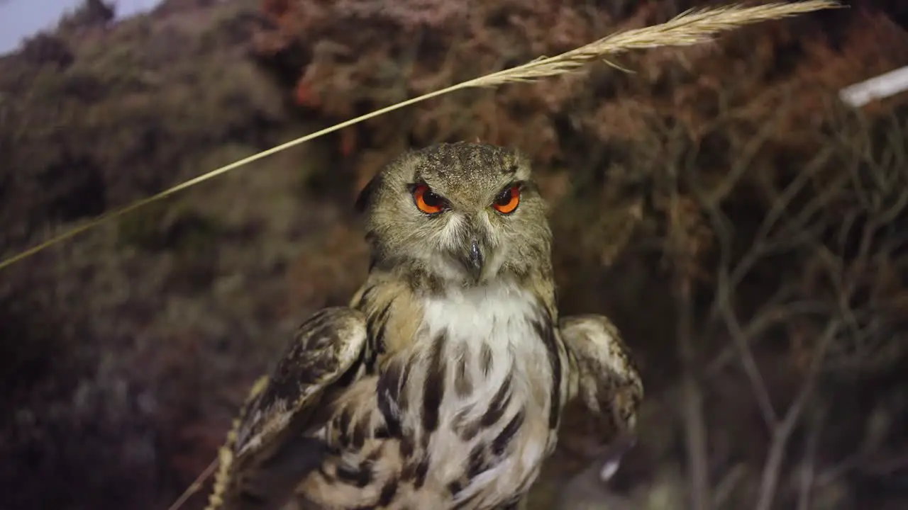 Stuffed owl showing its habitat