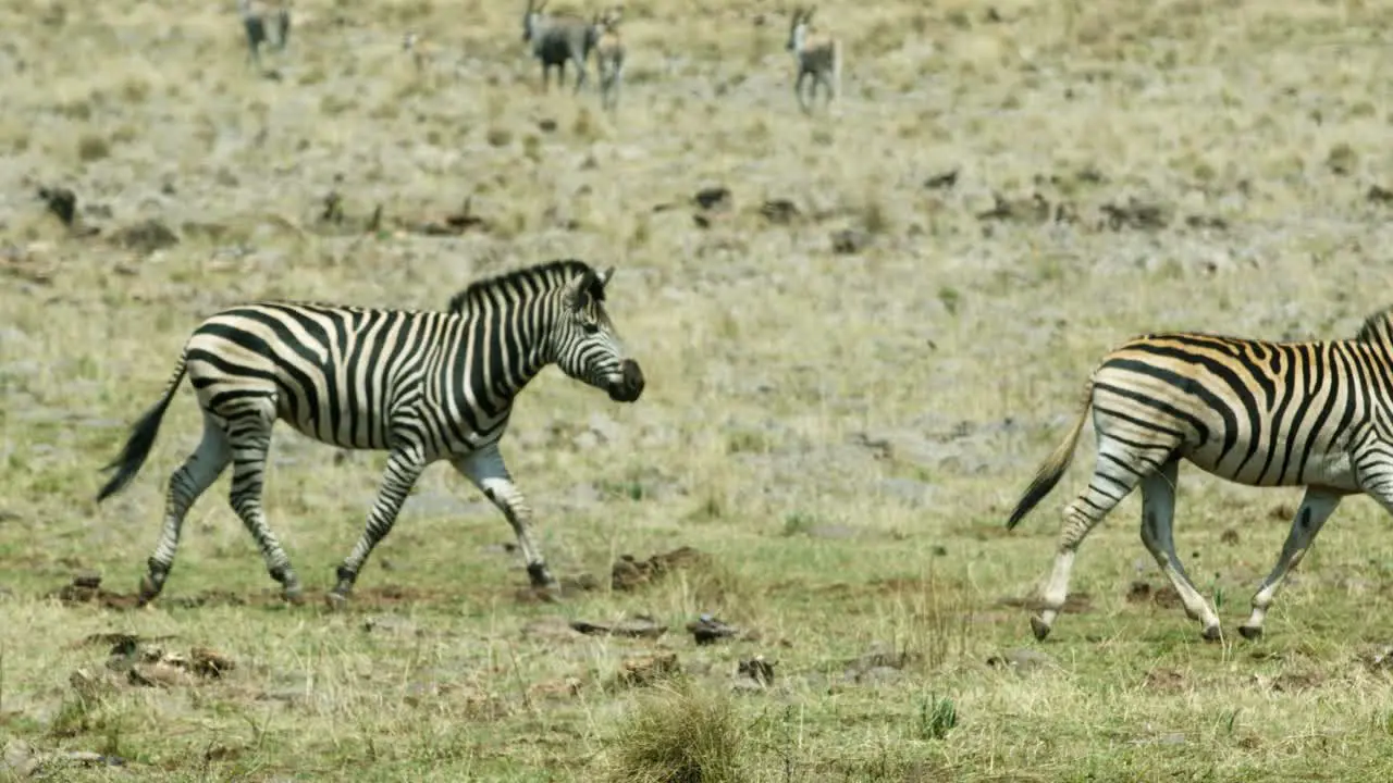 Zebras galloping through the grassland