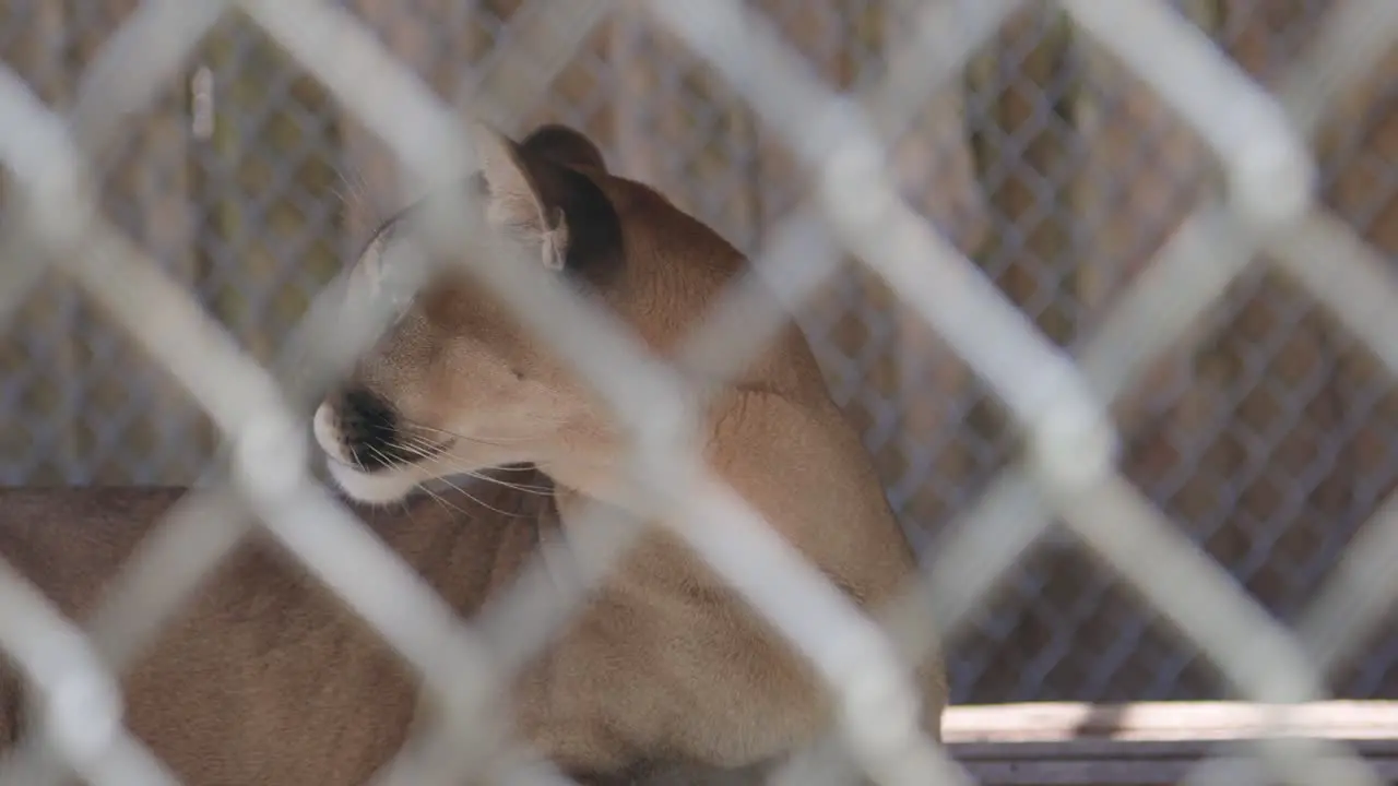 florida panther looking around while laying down behind fenced enclosrure