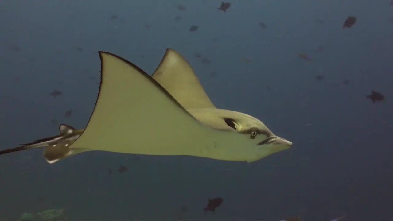 Spotted eagle ray close up