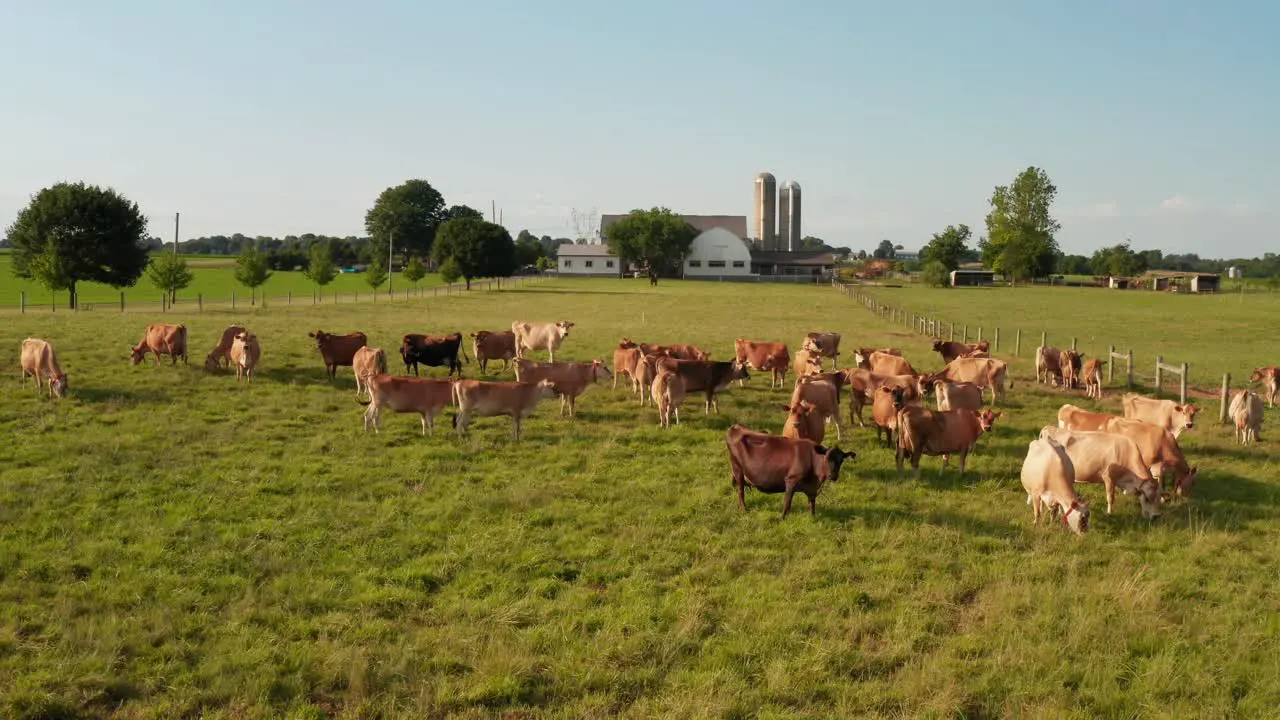 Brown Swiss and Jersey cows in green meadow pasture at family farm in USA