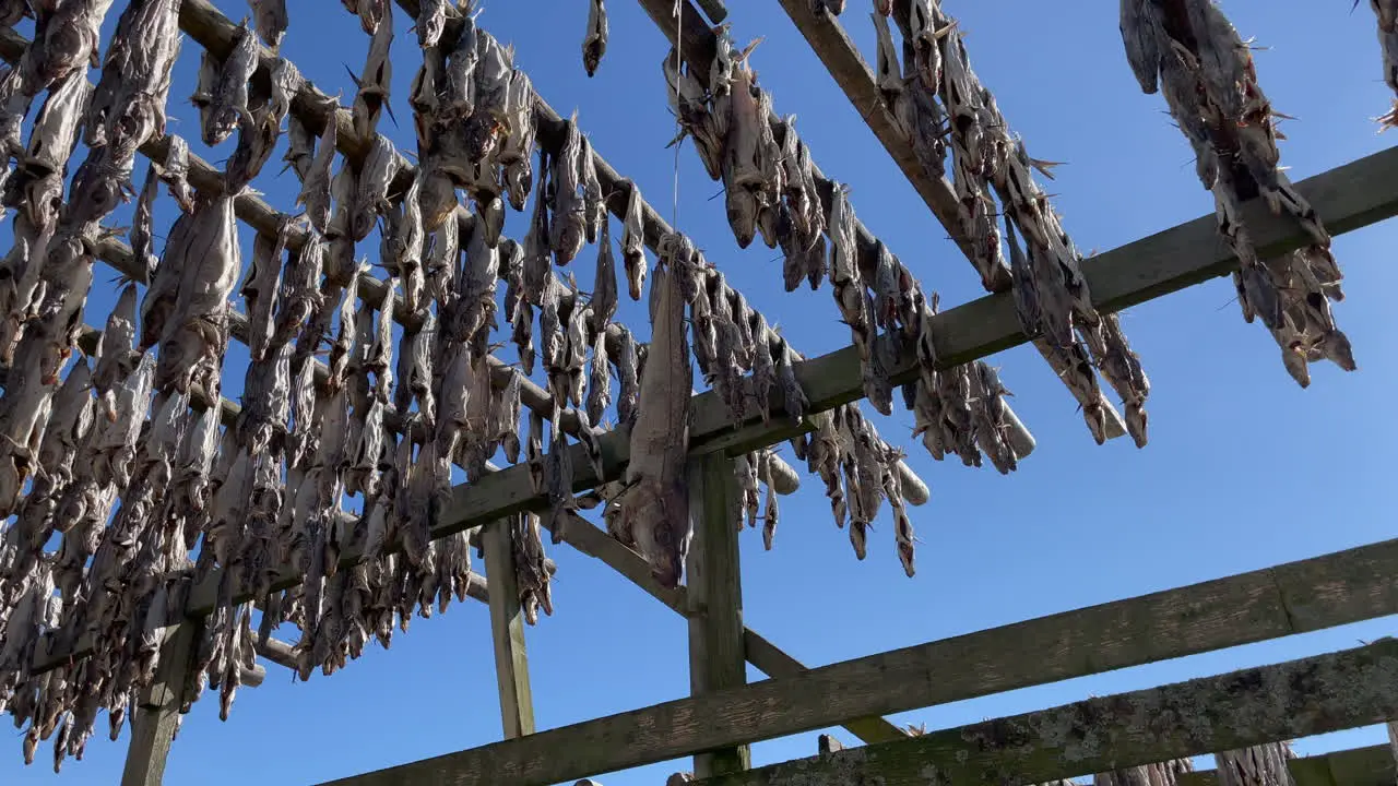 Close up shot of moving dry fish in the wind hanging on a rope from wooden racks in Lofoten Islands 4k