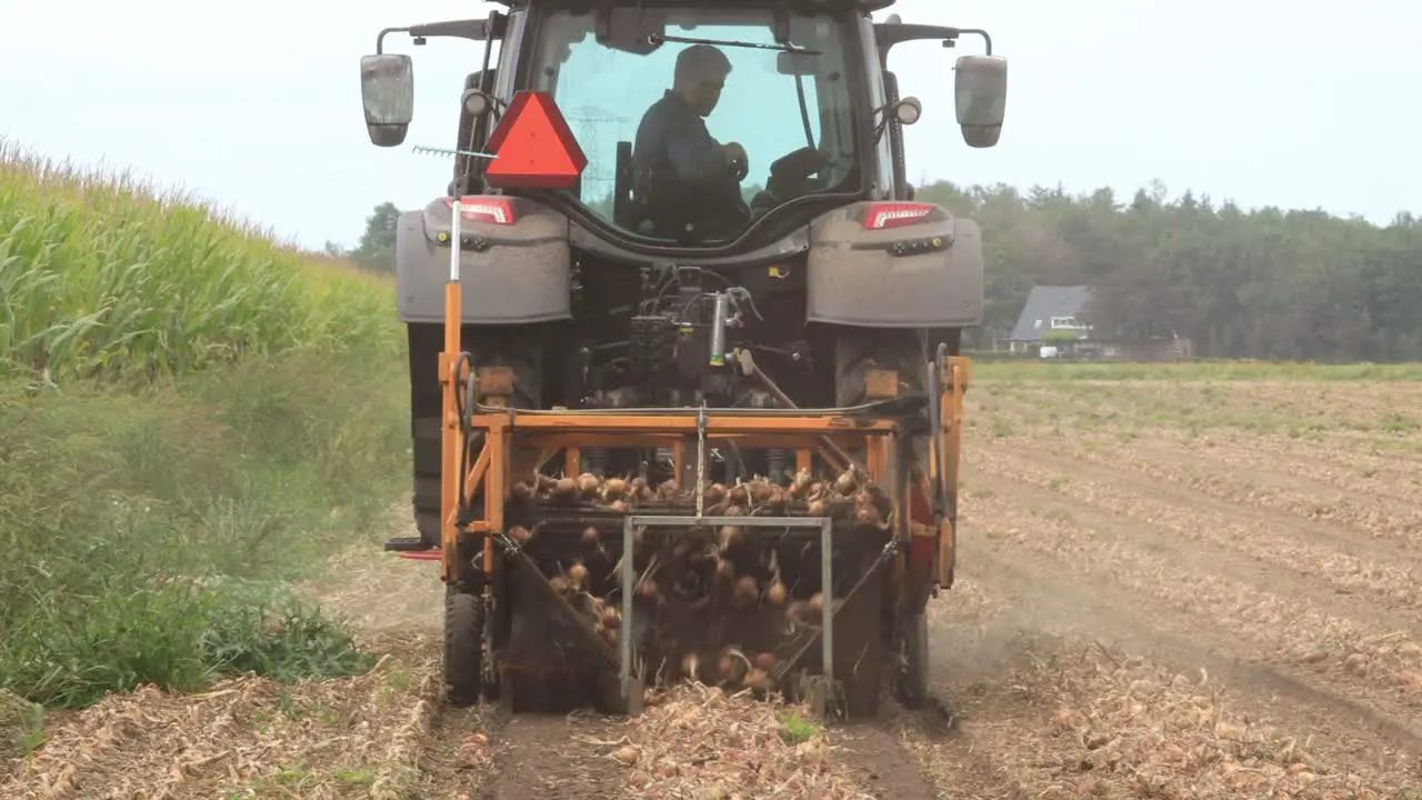 Grubbing machine behind a tractor picking onions from the soil laying the crop in a line ready and easy to be harvested