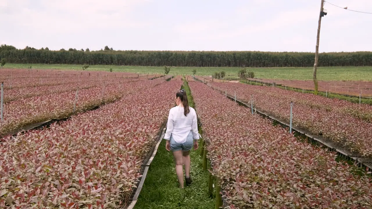 A woman walks in a eucalyptus nursery